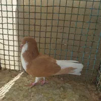 کبوتر بهبهانی و شهری|پرنده|شیراز, کوی زهرا|دیوار