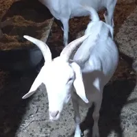 دوعدد بز سانن فروشی.