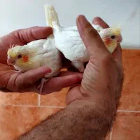 طوطی عروس با جوجه|پرنده|قم, نیروگاه|دیوار