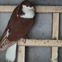 سیاه همان شیخی