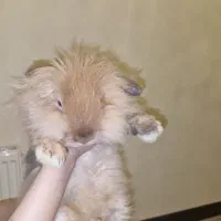 خرگوش لوپ نر ۶ماهه همراه وسایل