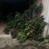 فروش گل به صورت عمده و تکی به قیمت توافقی