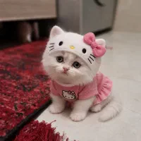 گربه پرشین نژاد دار عروسک