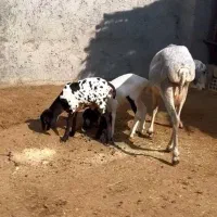 عربی|حیوانات مزرعه|سمنان, |دیوار