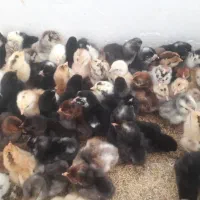 جوجه محلی سه چهار روزه