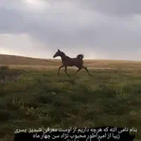کره نریان خالص دره شوری با مدرک|اسب و تجهیزات اسب‌سواری|شیراز, شهرک گلستان|دیوار