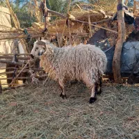 بره نر چاق و بز پاکستانی فروشی