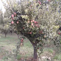 فروش سیب سفید و قرمز روی درخت