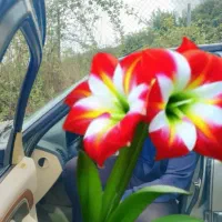 پژو پارس  سال