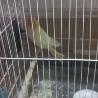 عروس هلندی|پرنده|شیروان (خراسان), |دیوار