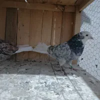 پنج عدد هما سرور درجه یک