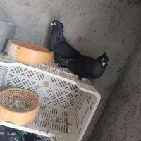 کبوتر زاغ صرب