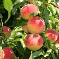 نهال هلو آلبرتا