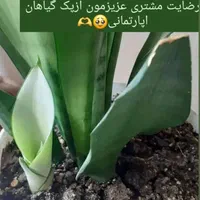 قرص کود ارگانیک