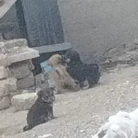 سگ..|سگ|بروجرد, |دیوار