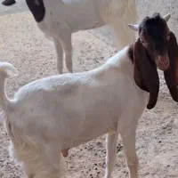 گوسفند وبز دوقلو زا همه فروشی هست