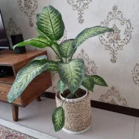 گلدون سالم و تمیز