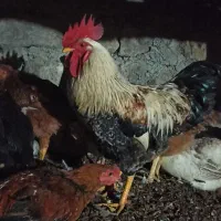خروس جوان وسالم