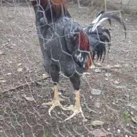 لاری اصیل|حیوانات مزرعه|حویق, |دیوار