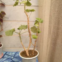 گل تازه|گل و گیاه طبیعی|خرمدره, |دیوار