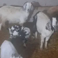 دو عدد بز جوان با دو بزغاله واسه ماه آبستن بز ها