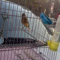 قناری نر مست|پرنده|وحیدیه, |دیوار