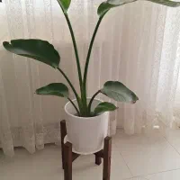 نخل نیکلای و افوربیا