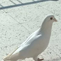 کفتر پلاکی سفید