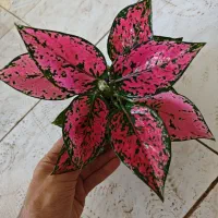 گل و گیاه