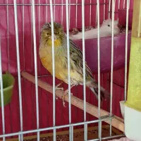 قناری نر و‌ماده اماده نر سبز کاکلی ماده سفید کاکل