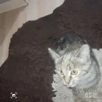 هرجا گربه رو دیدین این گربه تو شهرک آزادی