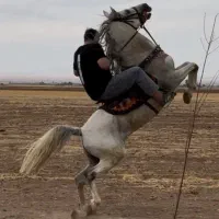 خرید و فروش انواع نژاد اسب در هر سن و رنگ و جنسیت