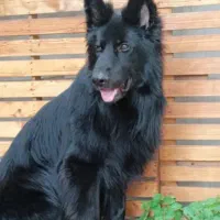 توله ژرمن بلک