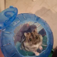 همستر خونگی