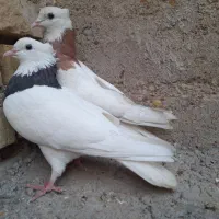 کفتر طوقی هفت رنگ|پرنده|اهواز, کوی طلاب|دیوار