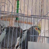 عروس هلندی سینامون مولد|پرنده|اهواز, ۳۰ متری|دیوار