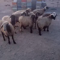 فروش 40راس شیشک میش داشتی آبستن