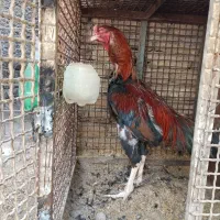 ل ا ری خ ر وس