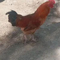 خروس و غاز