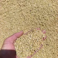 جو اعلا|خدمات باغبانی و درختکاری|گنبد کاووس, |دیوار