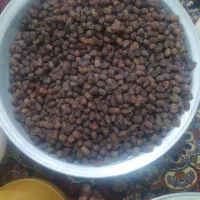 فروش خرمای بریمی شکلاتی