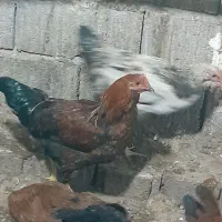 خروس محلی بالغ ومرغ فریح|حیوانات مزرعه|ارومیه, |دیوار