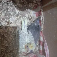 عروس هلندی سرلاکی|پرنده|کازرون, |دیوار