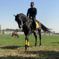 تور ویژه vip گشت سوارکاری