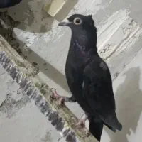 ۲ زاغ کاکلی نر|پرنده|طبس, |دیوار