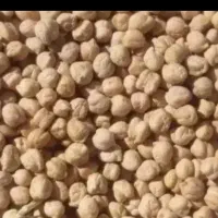نخود تازه زاغه