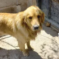 گلدن نر یک سال ونیمه