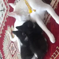 بچه گربه واگذاری|گربه|فولادشهر, مسکن مهر فولادشهر|دیوار