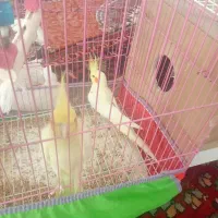 ۳۰۰۰۰۰۰۰|پرنده|خوی, |دیوار