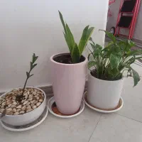 گل و.گلدان طبیعی